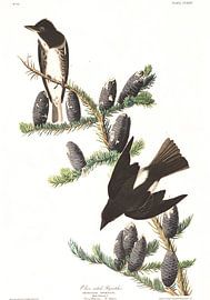 Olive Sided Flycatcher