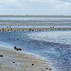 Allerlei soorten vogels bij eb in de Waddenzee van Patricia Hofmeester