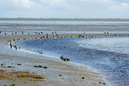 Allerlei Arten von Vögeln bei Ebbe im Wattenmeer von Patricia Hofmeester