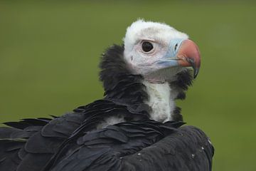 Weißkopfgeier (Trigonoceps occipitalis) von Ronald Pol