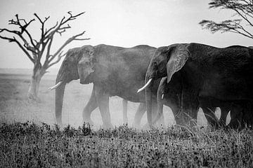 Elefanten von Truckpowerr