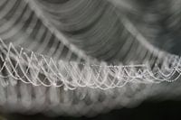 Tautes Spinnennetz