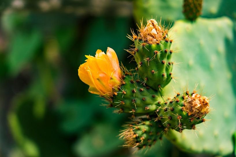 Oranje bloemen op een cactus in Peru van John Ozguc