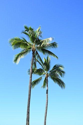 palm trees
