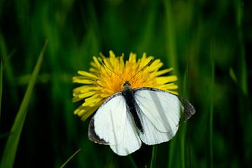 Een witte vlinder op een paardenbloem van Gerard de Zwaan