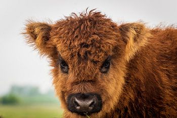 Scottish Highland Cattle