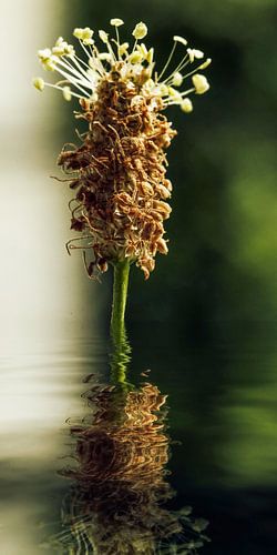 Hoestsiroop
