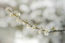 Une touche de tranquillité sur Maaike Lueb
