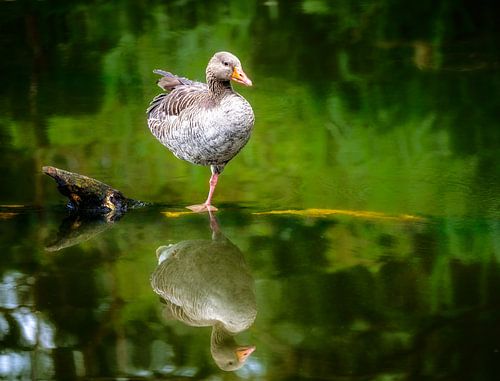 Grauwe gans staand in water