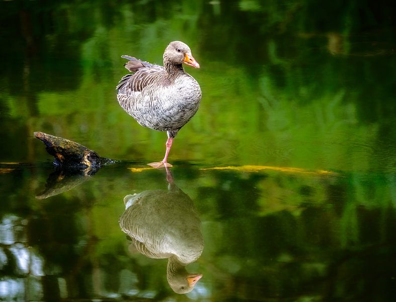 Oie cendrée debout dans l'eau par ManfredFotos