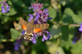 Dovetail by Karin Jähne