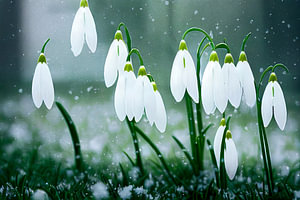 Schneeglöckchen blühen im Frühling