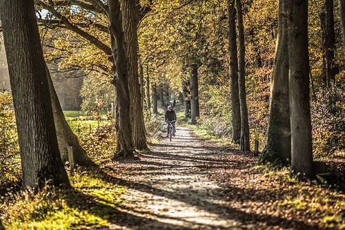 Pad in het bos van Bakkeveen in het najaarszonnetje