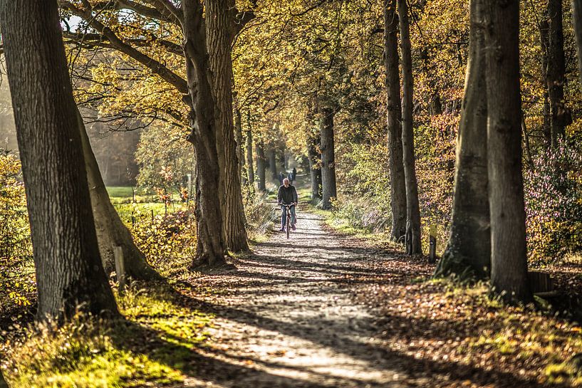 Pad in het bos van Bakkeveen in het najaarszonnetje par Harrie Muis