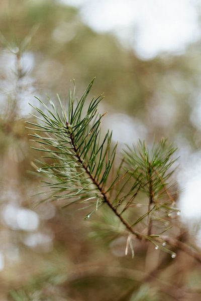 Needle tree in the rain by Sanne Heuker