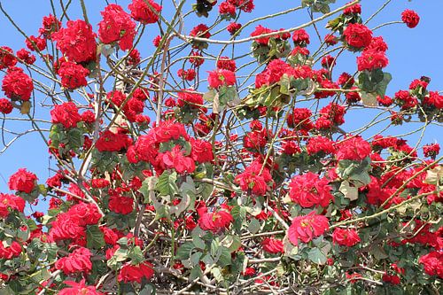 South African flowers