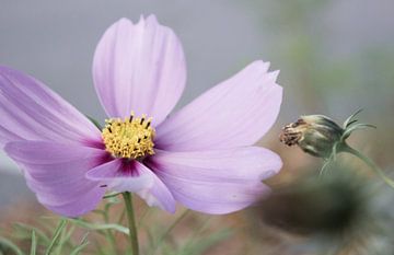 Flower Cosmos Bipinnatus