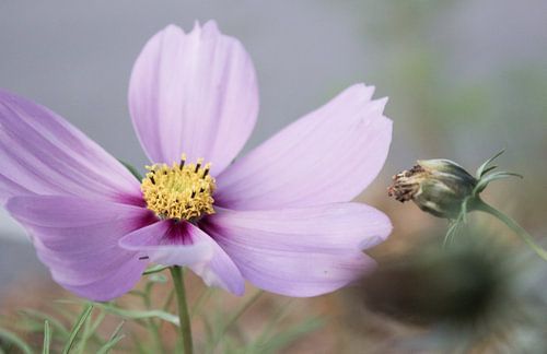 Bloem Cosmos Bipinnatus