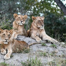 3 Lions by Robert Styppa