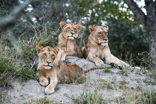 3 Lions by Robert Styppa