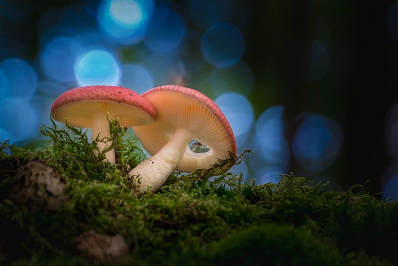 Twee kleine &quot;roodkapjes&quot; in het donkere bos by Ralf Köhnke