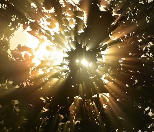 Sonnenaufgang durch die Bäume