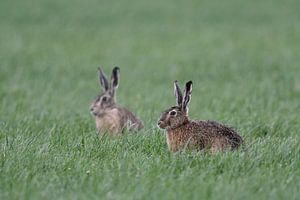 Lièvres ( Lepus europaeus ), deux lièvres sur un champ au printemps, animaux sauvages, Europe.