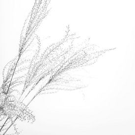 Blühendes Gras in Schwarz-Weiß von What I C