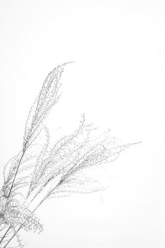 Flowering grass in black and white