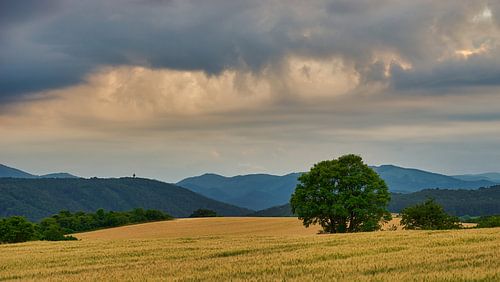 Dramatic sky over cornfield