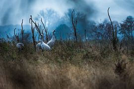Kraanvogels in Diepholz van Danny Slijfer Natuurfotografie