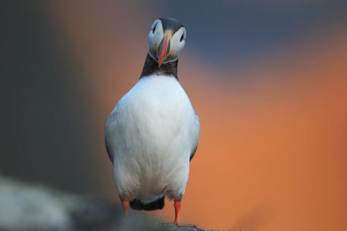 Atlantische papegaaiduiker of gewone papegaaiduiker, Fratercula arctica, Noorwegen