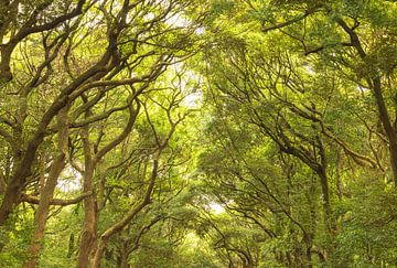 Parc Yoyogi - Tokyo (Japon) sur Marcel Kerdijk