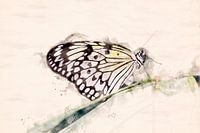 Butterfly (Watercolor edit)