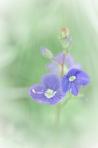 Macro photo of wild purple flowers