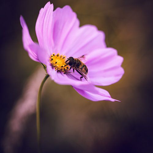 Eigenwilliger Donner auf einer Wildblume