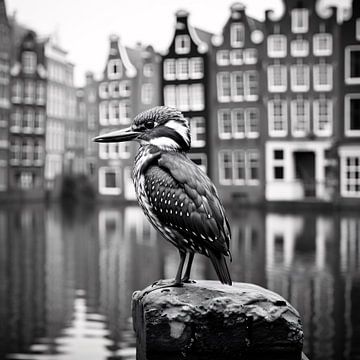Oiseau à Amsterdam