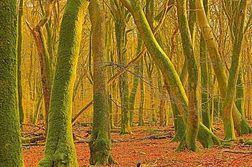 Arbres errants sur Leo Keijzer