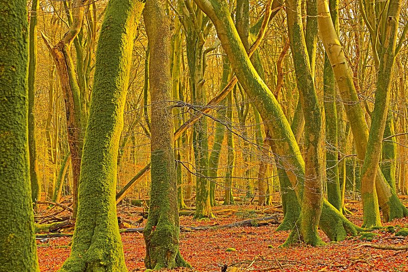 Wandernde Bäume von Leo Keijzer
