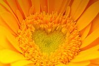 De schoonheid van de Gerbera