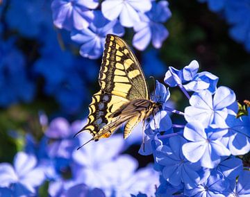 Queen swallowtail with purple flowers of plumbago by Alice's Pictures