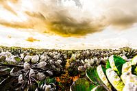 Sprouts