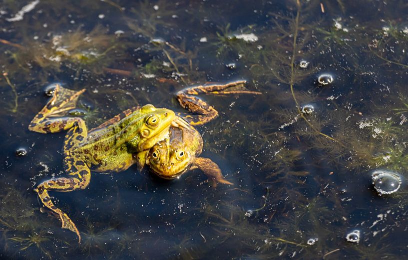 I want attention by Paul Veen