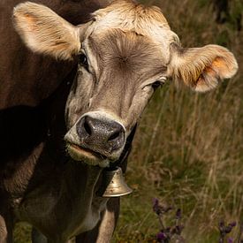 Alpine Cow by Lens_en_Dier