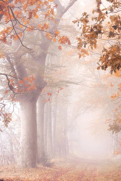 Forêt hollandaise magique par Monique van Genderen (in2pictures.nl fotografie)