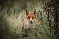 Neugieriger Fuchs in den Dünen der Wasserversorgung von Isabel van Veen Miniaturansicht
