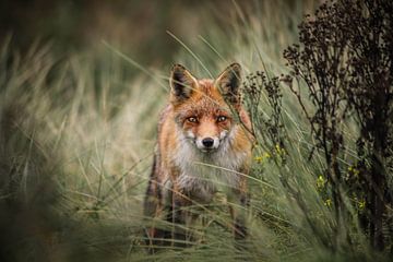 Neugieriger Fuchs in den Dünen der Wasserversorgung von Isabel van Veen
