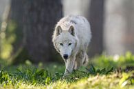 Loup arctique par Wildpix imagery Aperçu