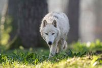 Loup arctique