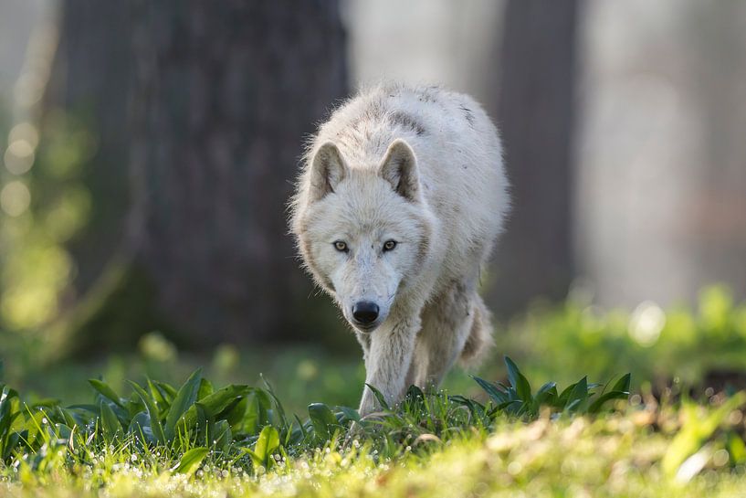 Loup arctique van Wildpix imagery